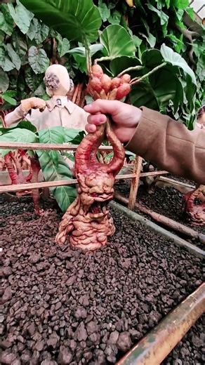 Harry Potter Mandrake Plant: Screaming Trees at Hogwarts Studio