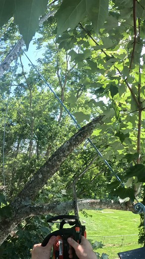 A couple quick rigs from a maple prune. #treelife #treework #treeclimber #arborist #treeclimbing #chainsaw #treeservice #stihl #echo #samsonropes #petzl #protoshelmet #gopro #rockexotica #zigzag #pelicanropes | TNT Tree Care
