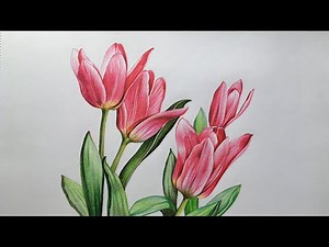 Tulip Flowers Drawing | Flower Drawing in Color Pencils