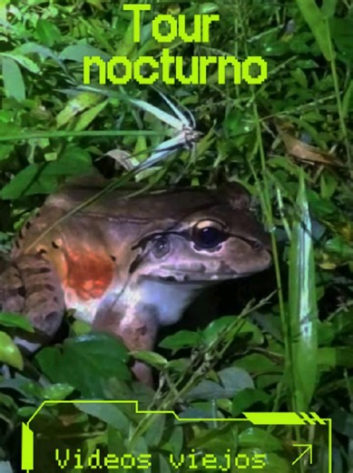 Estos videos son del año 2018 y los sacamos a la luz de manera un poco tenebrosa. ¿Le dan miedo este tipo de animales o le gustaría venir a verlos directamente? #tournocturno #fincatresequis #costarica #nighttour #tenebroso