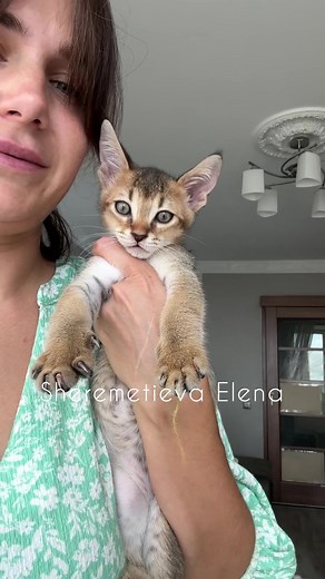 Adorable Chausie F2 Kittens for Pet Lovers