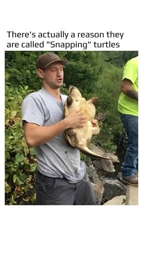 World in Motion 🕹️🧠 on Instagram: "Snapping turtles are powerful freshwater reptiles recognized for their strong jaws and long tails. Unlike most turtles, they spend nearly all their time in the water, leaving it only to lay eggs. Their bite is primarily a defense mechanism, not a tool for hunting. These ancient animals have been around since the dinosaur era and play a vital ecological role by controlling fish numbers and cleaning up decaying matter in their habitats."