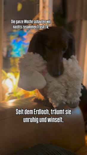 Skaði | Langhaardackel | Vandog | VW T6 on Instagram: "Skadi träumt – seit sie für 1,5 Stunden in dem Erdloch steckte – sehr aktiv, plustert ihre Lefzen auf und lässt abrupt Luft entweichen. Sie winselt und fiept dabei im Schlaf. Das ist ungewöhnlich für sie – und sie steht nachts vor mir und fiept ganz doll. Sie wandelt umher und findet schlecht Ruhe. Wir beide können keine Nacht mehr durchschlafen. Tagsüber verhält sie sich normal. Die letzte Woche war hart für mich, weil ich die ein oder ande