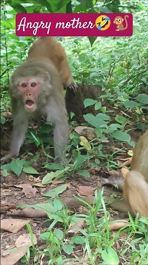 This Mother Monkey's Anger Shocked Everyone! 😳🐒 #thewondermonkeys