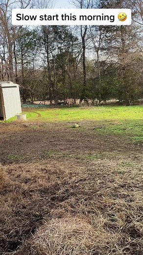 Slow start this morning🤣 #donkey #adorable #familyfarm #donkeyreels #animal #farming #farmer #usa #funnyfarm #trending | Perry The Donkey