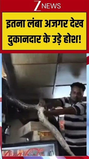 इतना लंबा अजगर देख दुकानदार के उड़े होश! #PythonSnake #ViralVideo #Wildlife #ytshorts