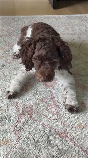 Best puppy ever!!!! #puppy #petsempire #dogmom #petsrule #cute #doggielife #dogtok #puppylove #best
