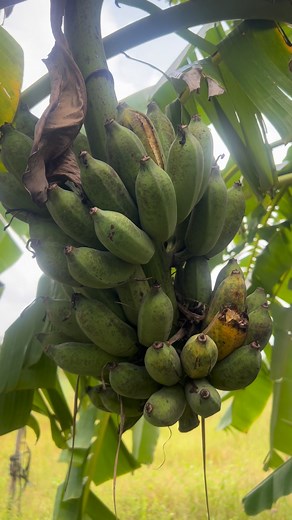 4.7K views · 173 reactions | แบ่งธรรมชาติ | Mew Farmmer | Facebook