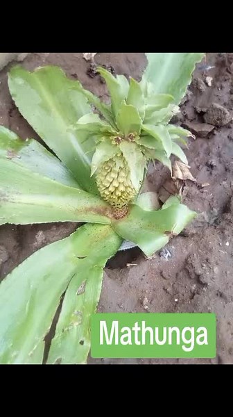 Umuthi Umathunga: Benefits and Uses Explained