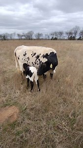 Baby looks just like momma! #calves #calvingseason2025 #Oklahoma #oklahomabeef #oklahomafarmlife #corrientecattle #corriente | R&E Ranch Beef LLC