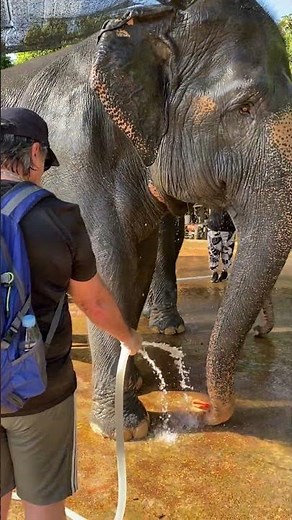 Rescued Elephants: Stories of Hope and Resilience - Rescued Elephant’s First Step in Freedom