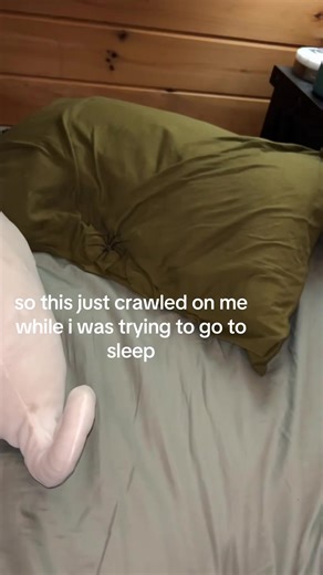 Sleep Disruptions Caused by Spiders