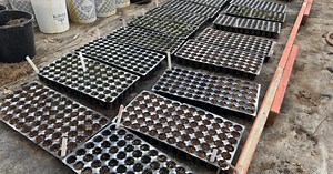 Wacky weather could cause problems for farmers