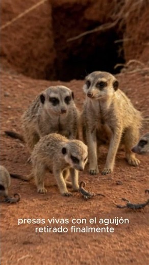 ¿Por qué las suricatas entregan escorpiones vivos a sus crías? #vidasalvaje #curiosidadesanimales