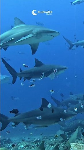 🐠 Get up to 30% OFF Fiji Dive Getaways!