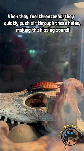 How Do Madagascar Hissing Cockroaches Hiss? #bug #insect #invertebrate #roach #pets