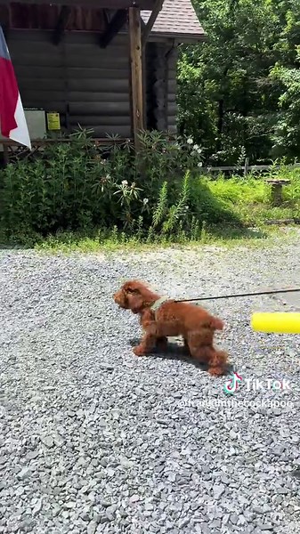Franklin The Cockapoo on TikTok