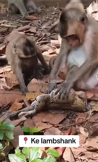 Ruri Ruri: Mjay Ledwaba's Hilarious Lamb Shank Comedy