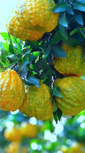 Yuzu #fruit #naturelovers #fruitlovers #tropicalfruit #asmr #nature