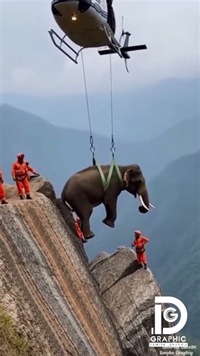 Majestic elephant rescue! 🚁⛰️ #shorts #rescue #elephant #animals #helicopter #mountains