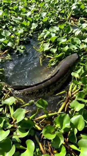 HYACINTH TUNNEL EXIT! 🚇 Dark Fish Follows a Hidden Path Out of the Weeds! #snakeheadfish
