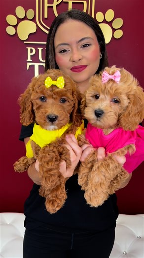 Puppies To Go on Instagram: "Meet 🌸Zoe & Lea🌸 our newest Cockapoo Puppies🐶 mix between Cocker Spaniel and Poodle🐾✨🩷 Ready to find their Furever Home 🏡🥰 Contact us for more inf📲 ☎️305-262-7310 📍7335 SW 8th Street Miami Fl 33144 💰Financing Available ✈️Shipping/Delivery Available #puppiestogo #puppiesmiami #miamipuppies #puppies #fureverhome #miamipuppiesforsale #puppylove #dreampuppy #cockapoopuppy"