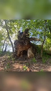 2M views · 33K reactions | Building a fairytale hut in the roots of a fallen tree | Wild Survival | Facebook