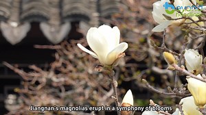 Magnolia Majesty: Springtime Splendor at Nanjing’s Chaotian Palace Nanjing’s Chaotian Palace is the place to experience spring’s most breathtaking spectacle. Here, centuries-old magnolias bloom in perfect harmony with the palace’s golden glazed tiles and crimson walls, creating a scene of timeless elegance. Each petal whispers tales of ancient China, framing the palace grounds in delicate grandeur. Where history and nature dance in perfect bloom. #beyondheadlineshk #magnolia #nanjing | Beyond He