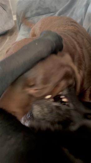 Behind the scenes of last night’s reel #throwingpaws #dogmomlife #drama | Winston, Rutledge and Reggie the funny Labs