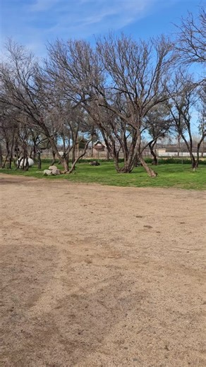 Just a normal day on the ranch #javelina #bcranch #wildpigs #ranchlife