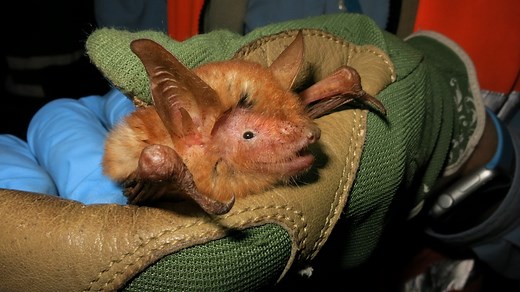 Scientists Discover a New Kind of Bat with Orange Fur