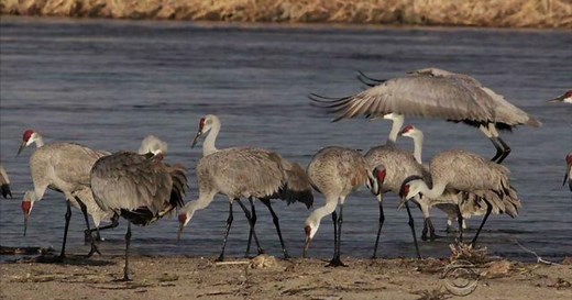 Bird lovers flock to wondrous spectacle of sandhill crane migration