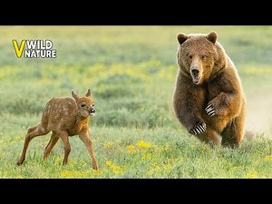 Most Unbelievable Bear Attack In The Wild Ever Caught On Camera | Animal Fights