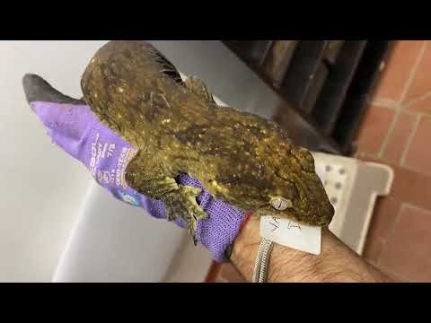 Yate Dark Morph reticulated male adult 3000