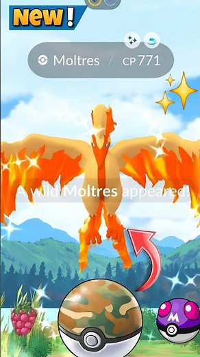 Using Safari Ball On✨️Shiny Galarian Moltres Pokémon GO
