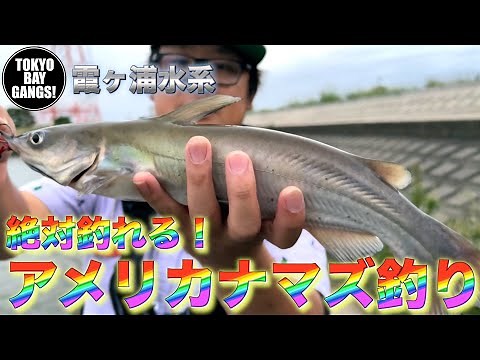 【初心者必見】超簡単に絶対釣れる！霞ヶ浦（外浪逆浦）のアメリカナマズ釣り TOKYO BAY GANGS!