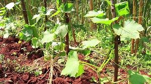 KALE FARMING PART 3 | Etaya Tv