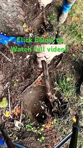 Digging Through Massive Root For a Fence Post #shorts