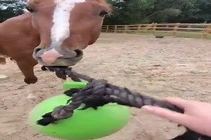 witziges Video 'Pferd spielt Ball' - FUNPOT