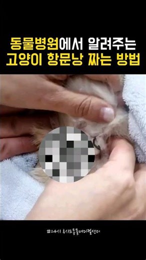 고양이 항문낭 짜는 방법 #동물병원 #수의사 #고양이