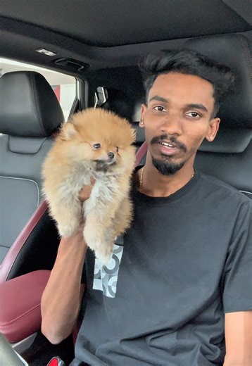 Pomeranian vs Shih Tzu vs Poodle: Which Is the Best Dog?