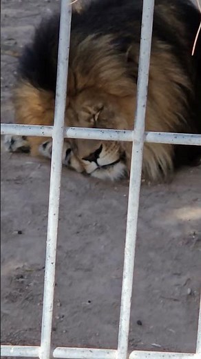 Napping Lion – King of the Jungle at Rest 🦁💤