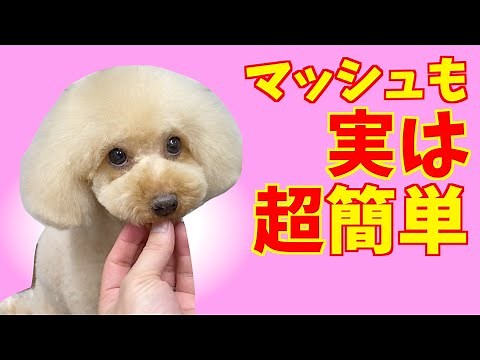A mash cut is actually easy! Let's master the basics ♪ [Toy Poodle Grooming]
