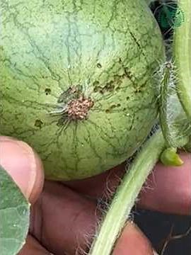 How To PRUNE Your Watermelon Plant 🌱🍉 #homegrown #gardening