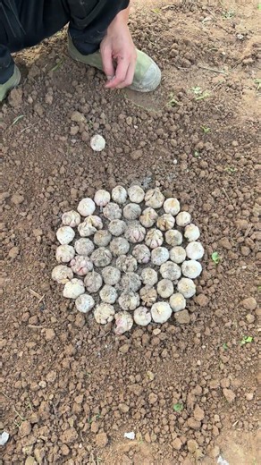 Simple and Effective Garlic Planting: Cover with Clay Pot for Safer Growth!