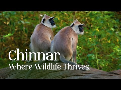 A Wildlife Adventure in Chinnar Wildlife Sanctuary | Kerala Tourism #DreamDestinations