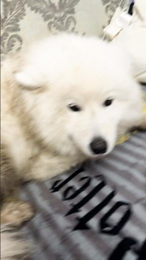 Oh my God, what innocent eyes she has... I'm melting for her sake❤️#samoyed #cutepuppy #dirtypupp...