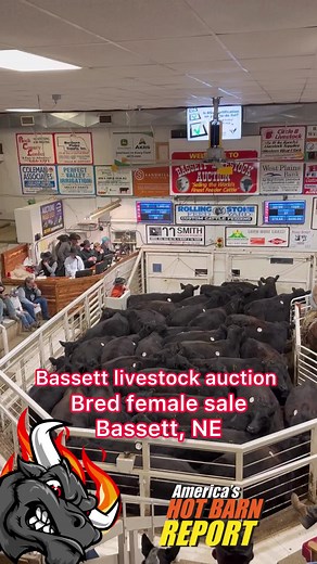Its a HOT barn in Bassett today 🔥 thanks to the 20k people who joined us live! Follow us to watch the best sales in the midwest live! #livestockdigital #hotbarn #youragnetwork #cattleusa #cattleseller #cattlebuyers #cattle #cattlereport #feedingamerica #rancher #farmer #feedlot #backgrounding #breeder #bredcows #bredheifer #weighups #truepricediscovery #beefitswhatsfordinner