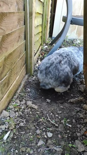 Hello Rabbit Goodbye (@hello_rabbit_goodbye)’s videos with HEY HEY HEY LOVERR - The Daughters Of Eve