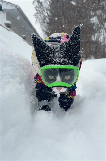 Fitz's Winter Walks: A Fun Cat Adventure